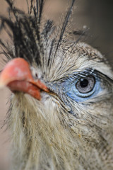 Red-legged seriema, Cariama cristata, very close up on the eye of the bird