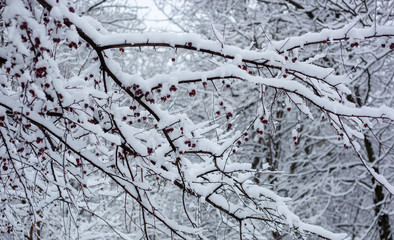 snow covered branches