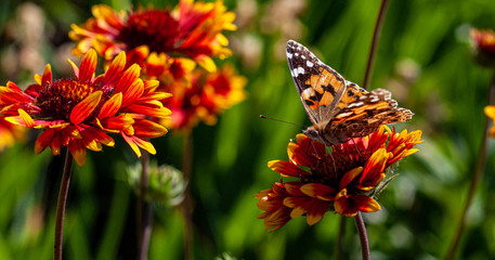 butterfly on flower