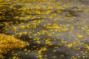 Yellow flowers on concrete road surface.