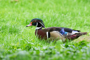 Wood duck or Carolina duck (Aix sponsa) in natural habitat