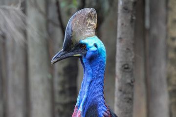 Cassowary large bird with horn, background with trees