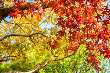 Colorful leaves of Japanese maple in spring.