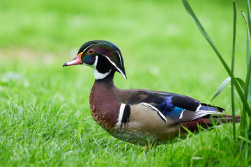 Wood duck or Carolina duck (Aix sponsa) in natural habitat