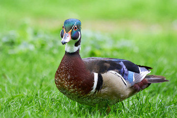Wood duck or Carolina duck (Aix sponsa) in natural habitat