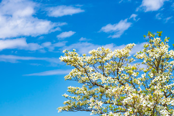 White flowering dogwoods under blue sky.