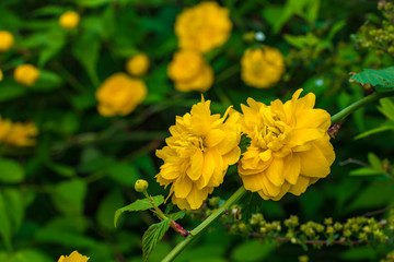 Double-flowered Japanese marigold bushes.