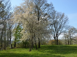 Fototapeta na wymiar Baumblüte in Frühlingslandschaft