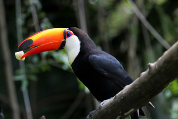 colorful toucan on a tree, bird in natural landscape