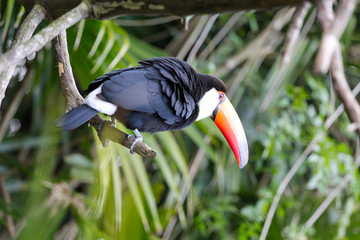 colorful toucan on a tree, bird in natural landscape