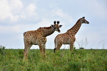 cute young giraffes in wetland county of South Africa