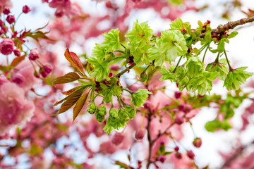 Gyoikou cherry blossoms with green petals and pink cherry blossoms for the background.