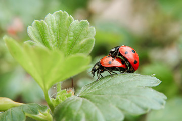 macro photo ladybugs making love on green leaves in a spring garden close-up