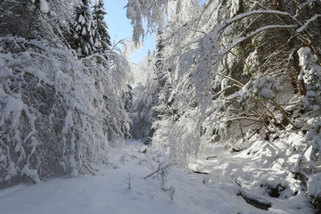 Fototapeta na wymiar snowy forest, sunny snowy forest, a small mountain stream covered with snow, forest in the snow