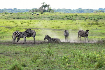 zebras during resting in wetland park Isimangaliso near St.Lucia in South Africa