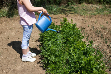 Little girl watering plants in the family garden.