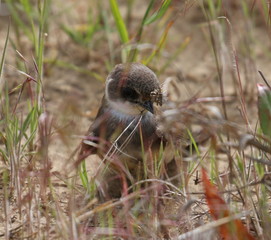 Swallow Sand Martin background, riparia riparia