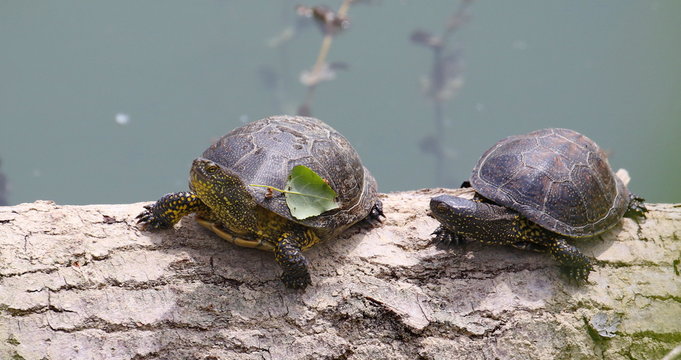 European Pond Terrapin, Emis orbicularis