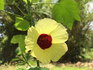 ดอกไม้ ทุ่งหญ้า ท่องฟ้า ทะเลสาป เต่าทอง