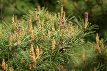 Fototapeta premium Young pine branches with pollen in the forest. Conifer cones.