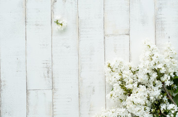 bright blooming white lilac on a light background imitating a tree. Wooden background, branches and flowers of lilac laid out on the background. Photophone for decor
