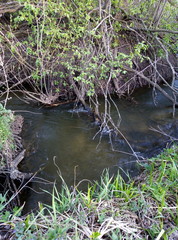 alligator in the swamp