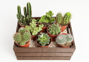 Group of cactus and succulents in a wooden box on a white table