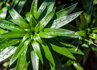 green leaves with water drops