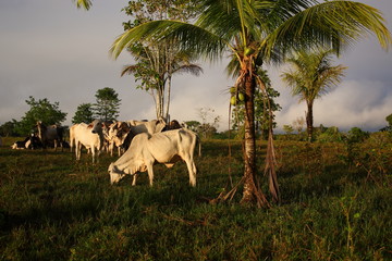 group of Cattles eating grass under palm trees in Amazon Tropical Rainforest at sunrise Brazil 