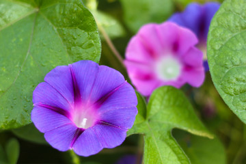 Field bindweed Convolvulus arvensis purple and pink flower on green leaves.