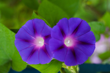 Field bindweed Convolvulus arvensis purple flower on green leaves.