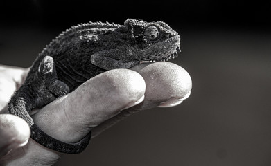 Drakensberg dwarf chameleon on a hand , with black and white