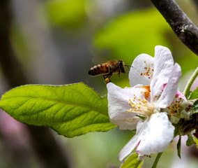 Honey Bee landing on an apple blossom