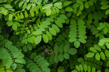 Black locust leaves