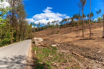 Fototapeta na wymiar Forest slope after felling after attack by bark beetle. Deforestation. Cutted spruce forest in the Czech Republic - Europe. Climate change.