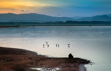 Naklejka na ściany i meble birds in reservoir at twilight