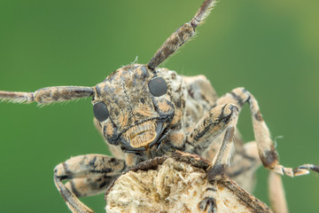 Beautiful Batocera rubus - nature marco photography