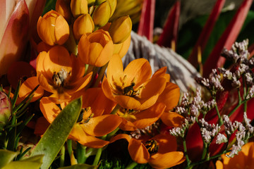 Obraz premium Macro photograph of a bouquet of different colored flowers