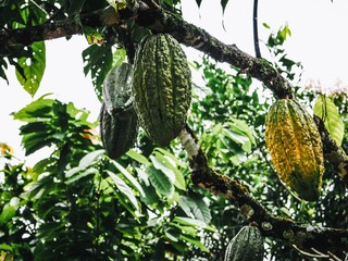 Cocoa seeds on the tree 