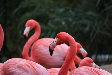 Flamant rose au Pays-Bas.
