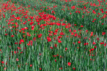 Poppy and buds parasitizing a wheat field. View from above.