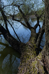 Fototapeta na wymiar big fallen tree in the lake