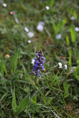 Nessel freigestellt auf einer Frühlingswiese