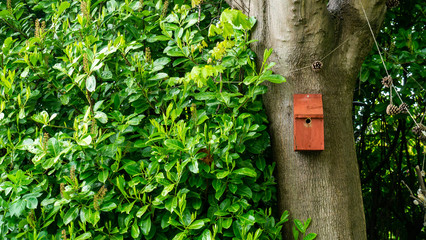A bright orange/brown painted bird box fixed to a large trunk of an old tree with a lush green bush featured to the left.