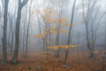 Foggy beech forest in late autumn