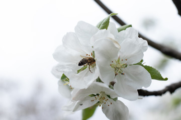 
Bee on an apple blossom