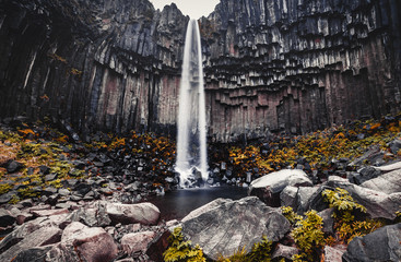 Amazing Nature landscape of Iceland. Svartifoss is one of the unique waterfalls with basalt columns...