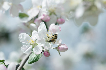 Bee picking pollen from apple flower