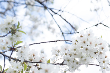 
Apple blossom shot in bokeh