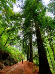 Obraz premium path in the forest 